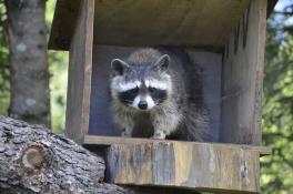 Wildpark Ferleiten an der Großglockner Hochalpenstraße