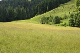 Almen Saalbach-Hinterglemm